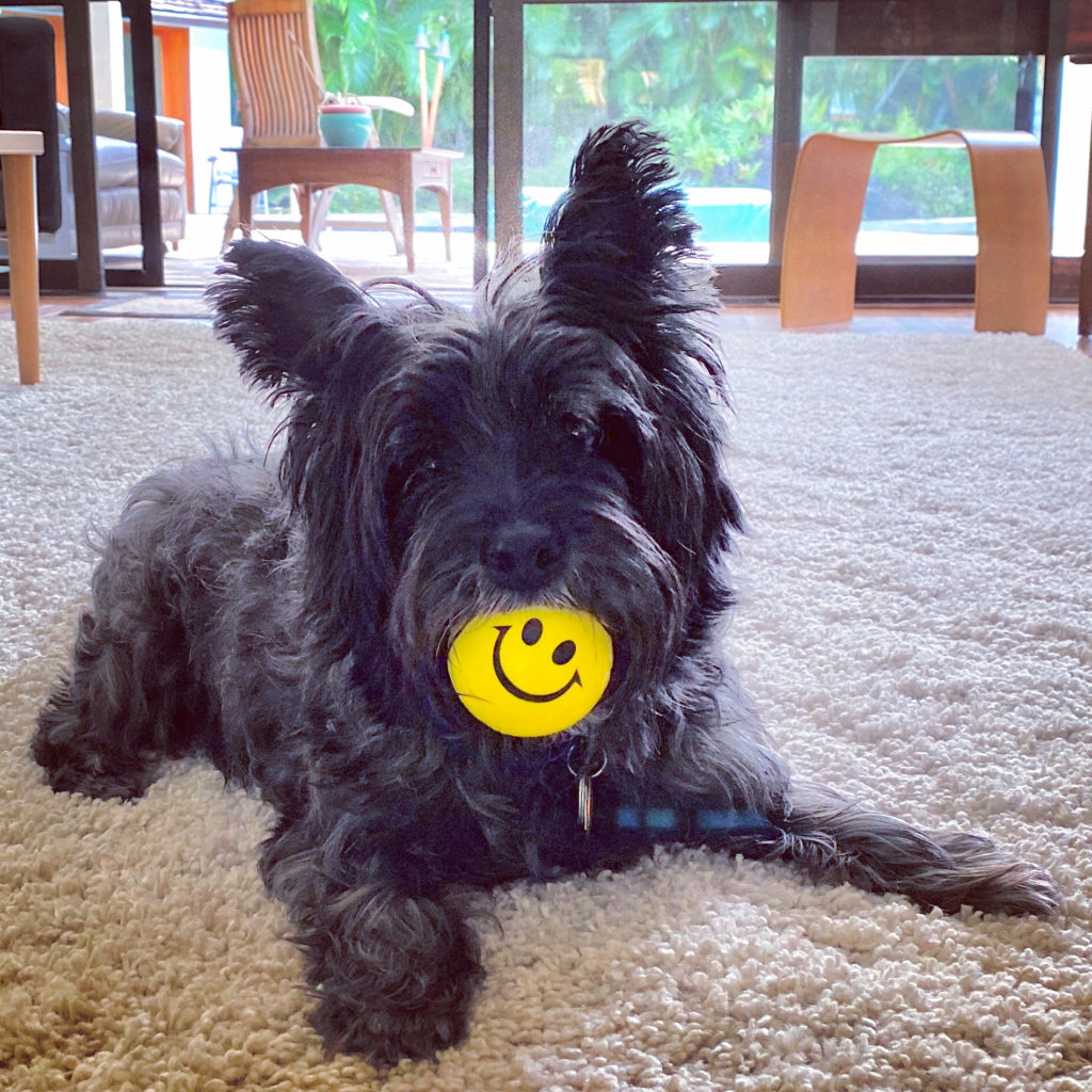 Cairn Terrier with Smiley Face Ball